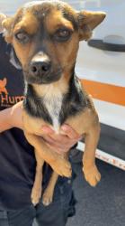Shelter Stray Male Dog last seen W Bowles Ave & S Bryan Ave, Raisin City Zone Fresno CO 1A 93652, CA, 1510 W Dan Ronquillo Dr, Fresno, CA 93706, USA