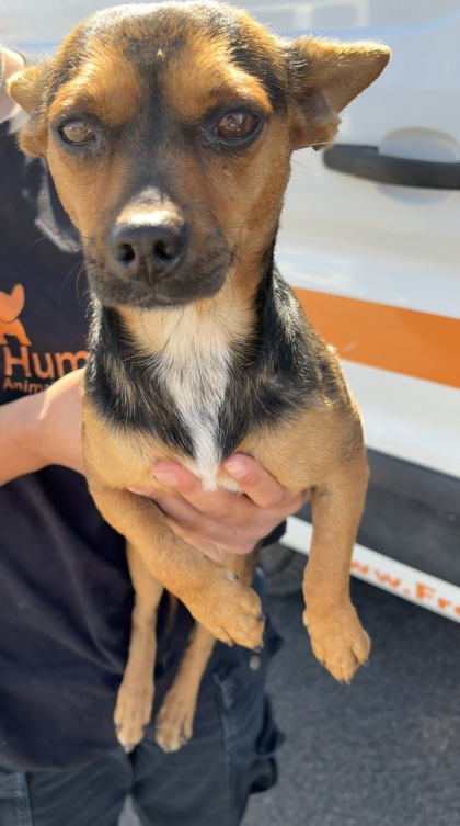 Shelter Stray Male Dog last seen W Bowles Ave & S Bryan Ave, Raisin City Zone Fresno CO 1A 93652, CA, 1510 W Dan Ronquillo Dr, Fresno, CA 93706, USA