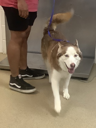Shelter Stray Female Dog last seen Near SHORELINE CIR N, East District, TX, 355 Hillshire Dr, Haslet, TX 76052, USA