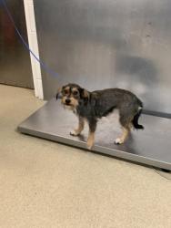 Shelter Stray Female Dog last seen Near Stark Street, East District, TX, 355 Hillshire Dr, Haslet, TX 76052, USA