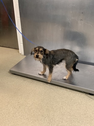 Shelter Stray Female Dog last seen Near Stark Street, East District, TX, 355 Hillshire Dr, Haslet, TX 76052, USA