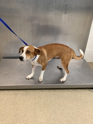 Shelter Stray Male Dog last seen Near Stark Street, East District, TX, 355 Hillshire Dr, Haslet, TX 76052, USA