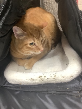 Shelter Stray Male Cat last seen , South District, TX, 355 Hillshire Dr, Haslet, TX 76052, USA