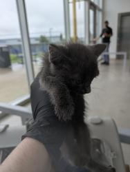 Shelter Stray Female Cat last seen Near Beth Rd, North District, TX, 355 Hillshire Dr, Haslet, TX 76052, USA