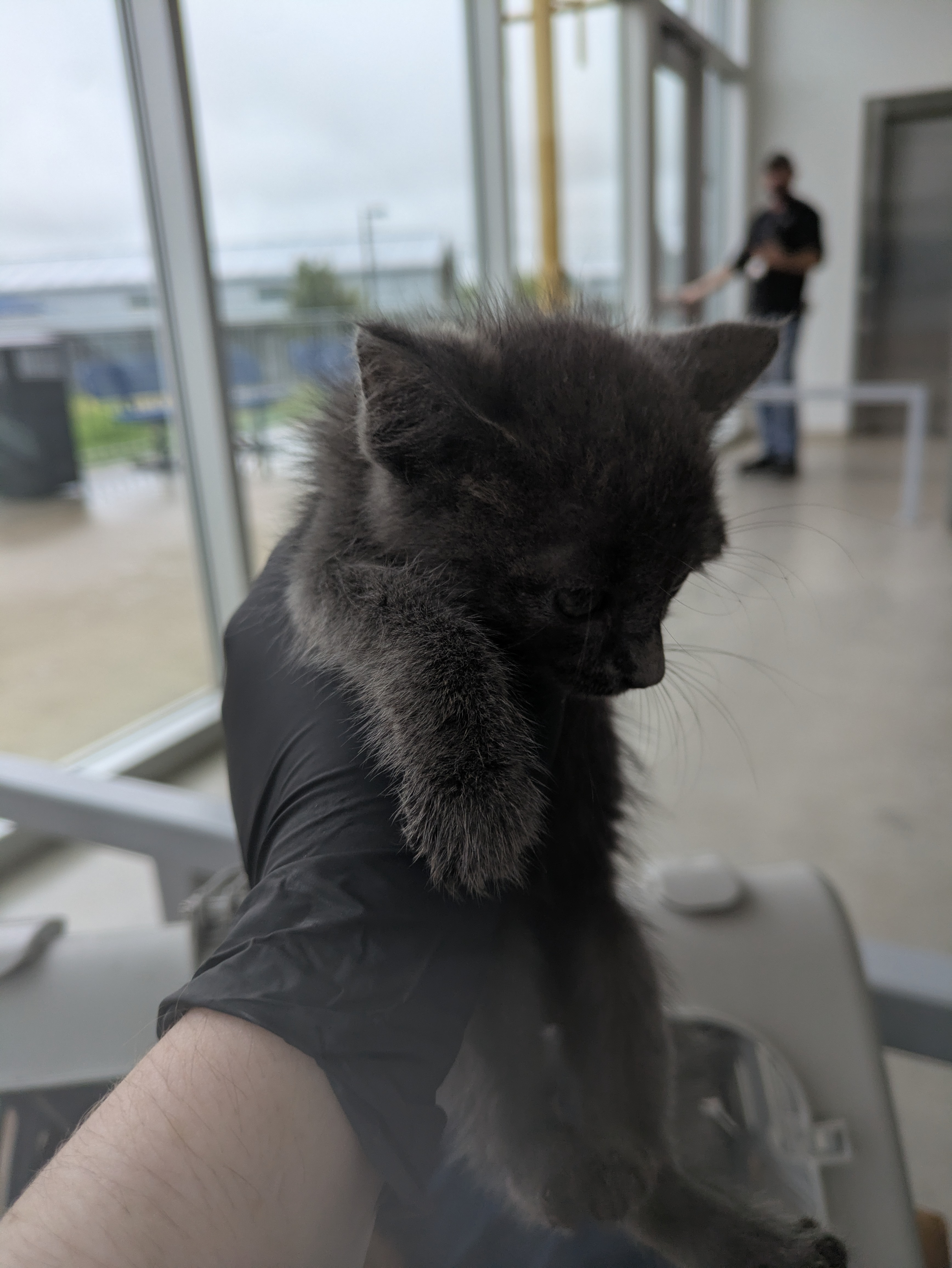 Shelter Stray Female Cat last seen Near Beth Rd, North District, TX, 355 Hillshire Dr, Haslet, TX 76052, USA