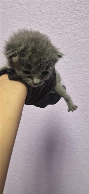 Shelter Stray Male Cat last seen Near TENAHA AVE, CITY of El Paso, TX, 5001 Fred Wilson Ave, El Paso, TX 79906, USA