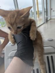 Shelter Stray Male Cat last seen Near Beth Rd, North District, TX, 355 Hillshire Dr, Haslet, TX 76052, USA