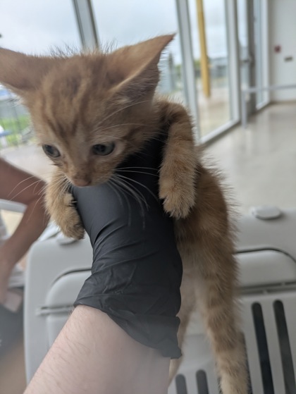 Shelter Stray Male Cat last seen Near Beth Rd, North District, TX, 355 Hillshire Dr, Haslet, TX 76052, USA
