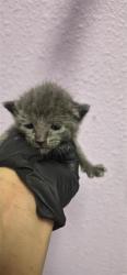 Shelter Stray Female Cat last seen Near TENAHA AVE, CITY of El Paso, TX, 5001 Fred Wilson Ave, El Paso, TX 79906, USA
