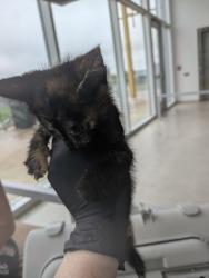 Shelter Stray Female Cat last seen Near Beth Rd, North District, TX, 355 Hillshire Dr, Haslet, TX 76052, USA