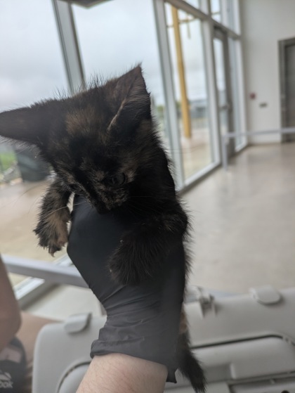 Shelter Stray Female Cat last seen Near Beth Rd, North District, TX, 355 Hillshire Dr, Haslet, TX 76052, USA