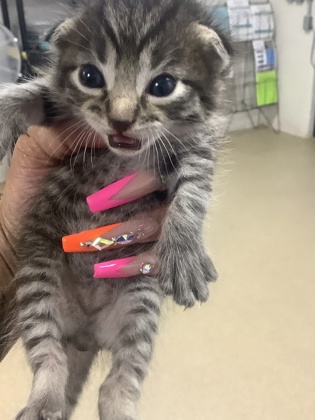 Shelter Stray Male Cat last seen Near PENROSE AVE, West District, TX, 355 Hillshire Dr, Haslet, TX 76052, USA