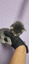 Shelter Stray Female Cat last seen Near TENAHA AVE, CITY of El Paso, TX, 5001 Fred Wilson Ave, El Paso, TX 79906, USA