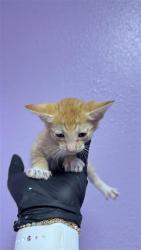 Shelter Stray Male Cat last seen Near n mesa, CITY of El Paso, TX, 5001 Fred Wilson Ave, El Paso, TX 79906, USA