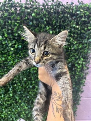Shelter Stray Female Cat last seen Near vargas dr, CITY of El Paso, TX, 5001 Fred Wilson Ave, El Paso, TX 79906, USA