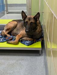 Shelter Stray Male Dog last seen Near Raney, Longview, City of, TX, 303 H G Mosley Pkwy, Longview, TX 75604, USA