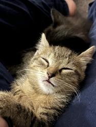 Shelter Stray Male Cat last seen Near Oakview Rd., 30030, GA, 3280 Chamblee Dunwoody Rd, Chamblee, GA 30341, USA