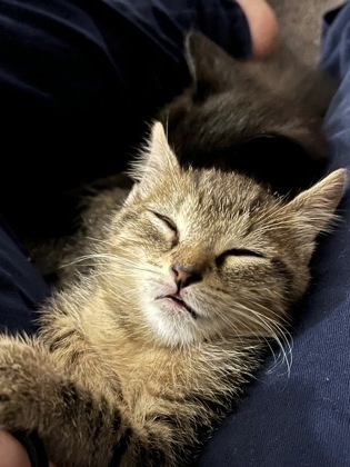 Shelter Stray Male Cat last seen Near Oakview Rd., 30030, GA, 3280 Chamblee Dunwoody Rd, Chamblee, GA 30341, USA