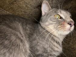 Shelter Stray Male Cat last seen Near 96th Ct, IRC AC, FL, 6230 77th St, Vero Beach, FL 32967, USA