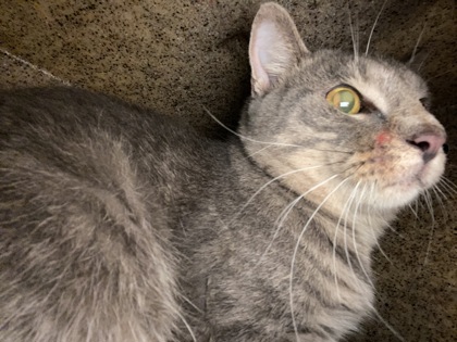 Shelter Stray Male Cat last seen Near 96th Ct, IRC AC, FL, 6230 77th St, Vero Beach, FL 32967, USA