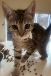 Shelter Stray Male Cat last seen Near stonewood dr stone Mountain GA 30087, 30087, GA, 3280 Chamblee Dunwoody Rd, Chamblee, GA 30341, USA