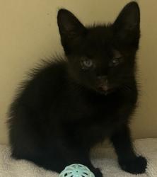Shelter Stray Male Cat last seen Near Bibb Boulevard, Tucker, GA, 30084, 30084, GA, 3280 Chamblee Dunwoody Rd, Chamblee, GA 30341, USA