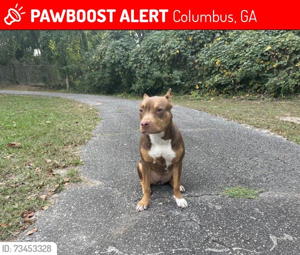 Lost Female Dog last seen East side of Columbus ga, Columbus, GA 31901