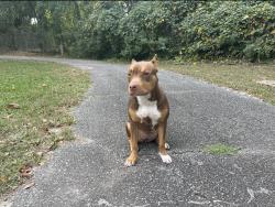 Lost Female Dog last seen East side of Columbus ga, Columbus, GA 31901