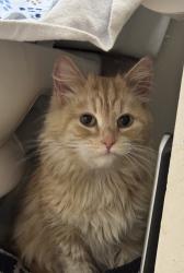 Found/Stray Female Cat last seen Logan and Smart st, Winnipeg, MB 