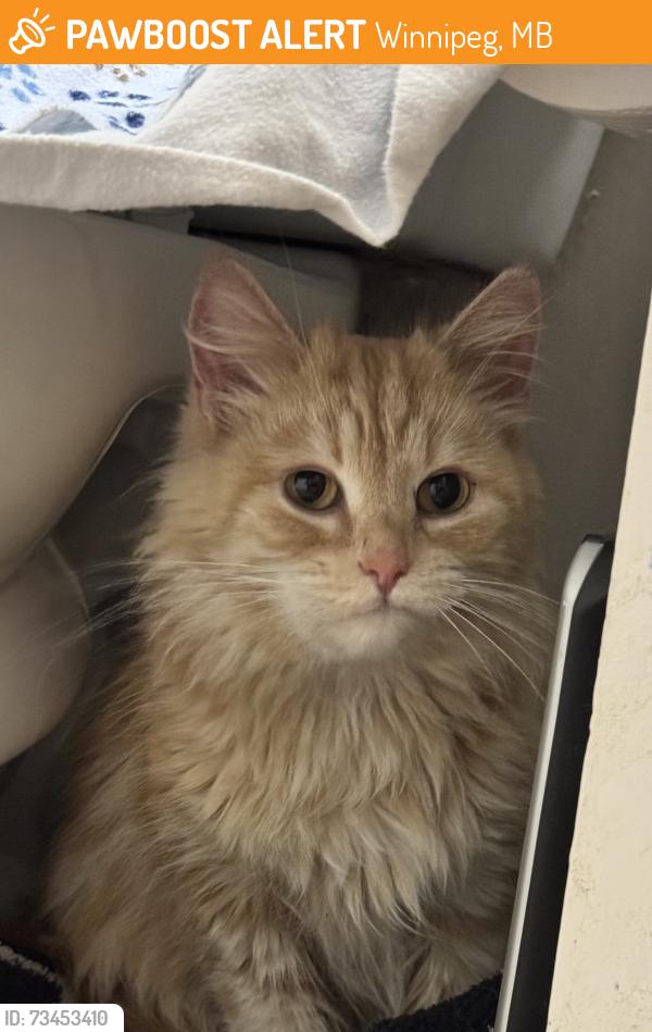 Found/Stray Female Cat last seen Logan and Smart st, Winnipeg, MB 