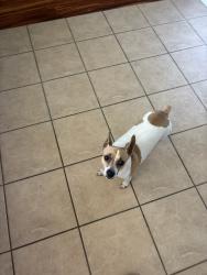 Reunited Female Dog last seen On Heathcliff, linden off Spring Hill Drive, Spring Hill, FL 34608