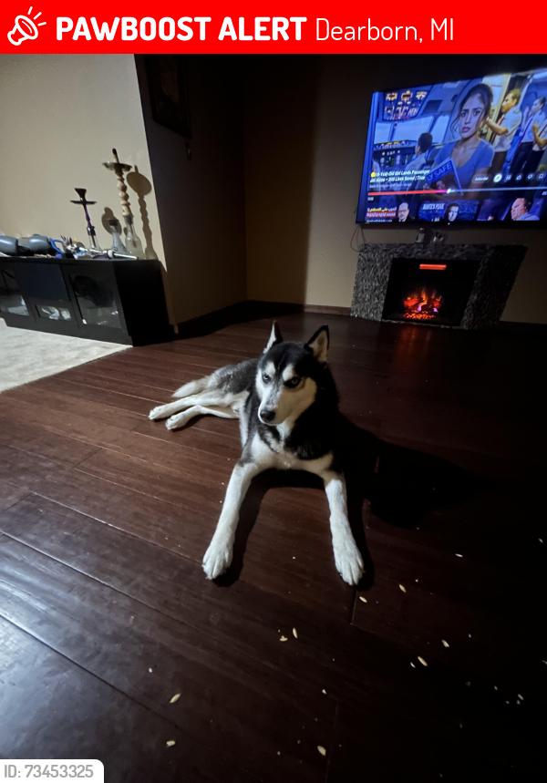 Lost Male Dog last seen Gully and Michigan Ave, Dearborn, MI 48126