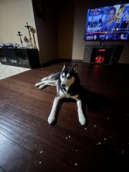 Lost Male Dog last seen Gully and Michigan Ave, Dearborn, MI 48126