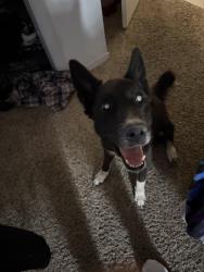 Lost Female Dog last seen nolan richardson, El Paso, TX 79936