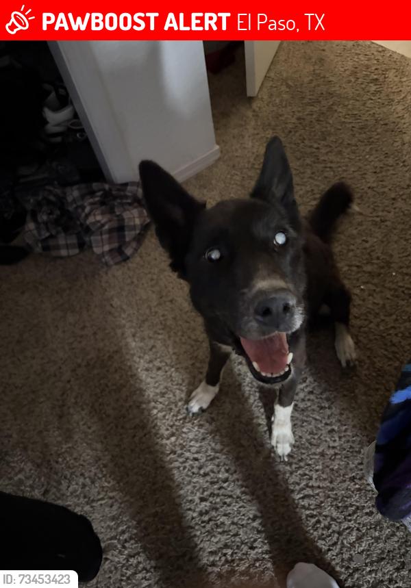 Lost Female Dog last seen nolan richardson, El Paso, TX 79936