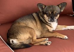 Lost Female Dog last seen Highway 5, cedar Grove Rd., York, SC 29745