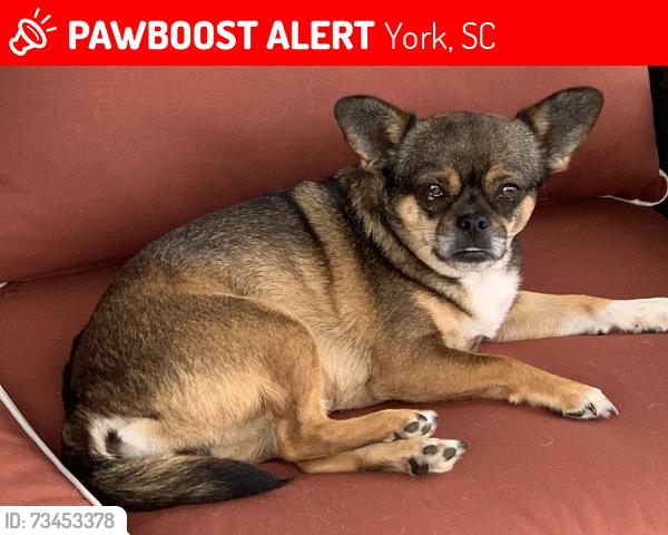Lost Female Dog last seen Highway 5, cedar Grove Rd., York, SC 29745