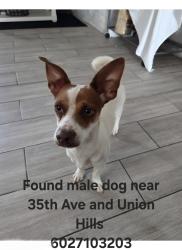 Found/Stray Male Dog last seen 35th ave & Union Hills, Glendale, AZ 85308
