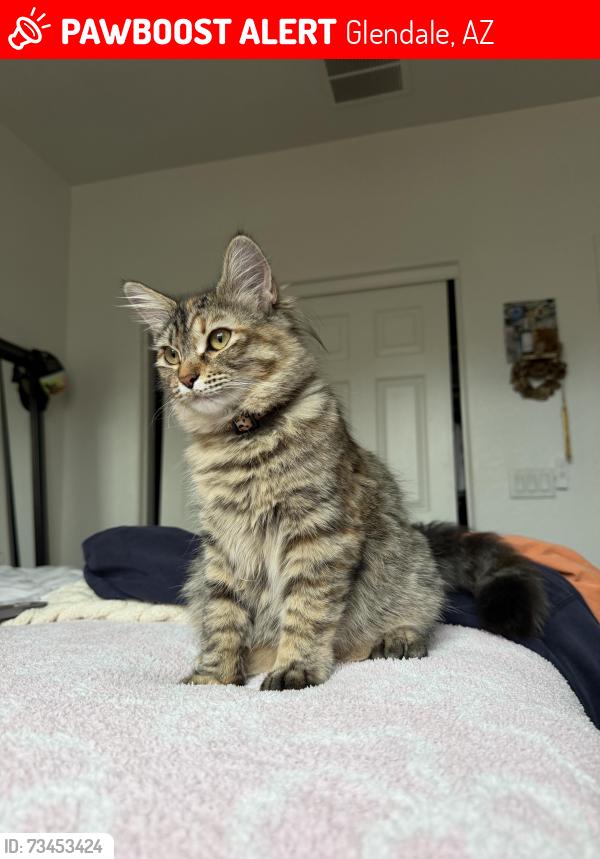 Lost Female Cat last seen 67th and Happy Valley, Mission Ranch neighborhood, Glendale, AZ 85310
