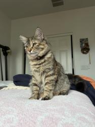 Lost Female Cat last seen 67th and Happy Valley, Mission Ranch neighborhood, Glendale, AZ 85310