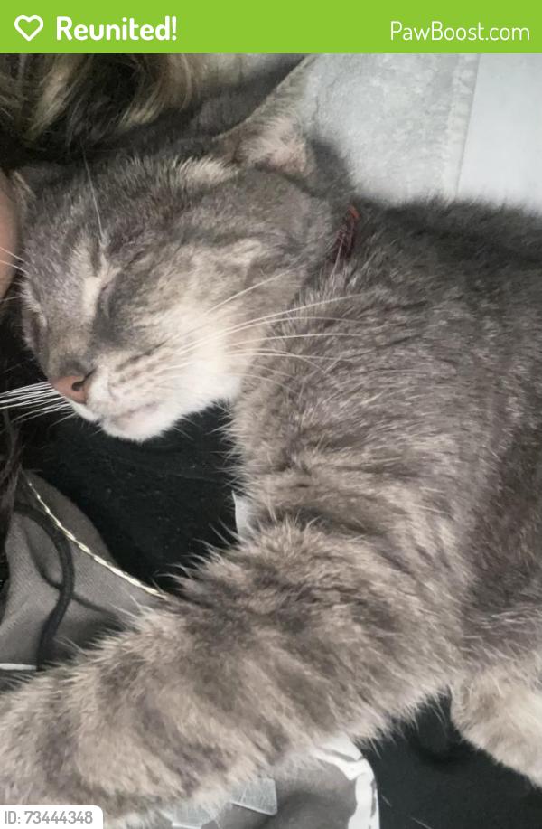 Reunited Female Cat last seen w 58th st, Chicago, IL 60629