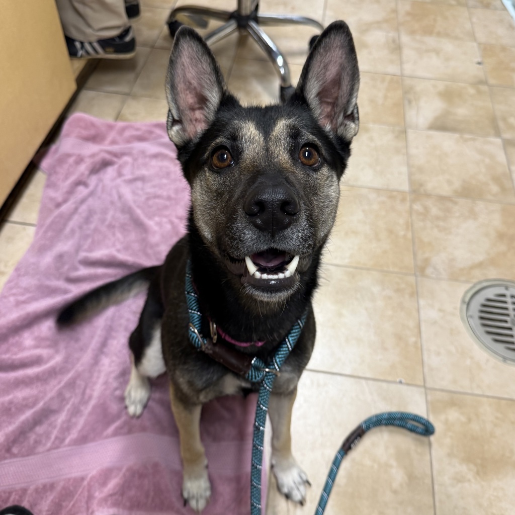 Shelter Stray Female Dog last seen SW Salmon st & SW 20th ave, PORTLAND, OR, 97201, 1700 W Historic Columbia River Hwy, Troutdale, OR 97060, USA