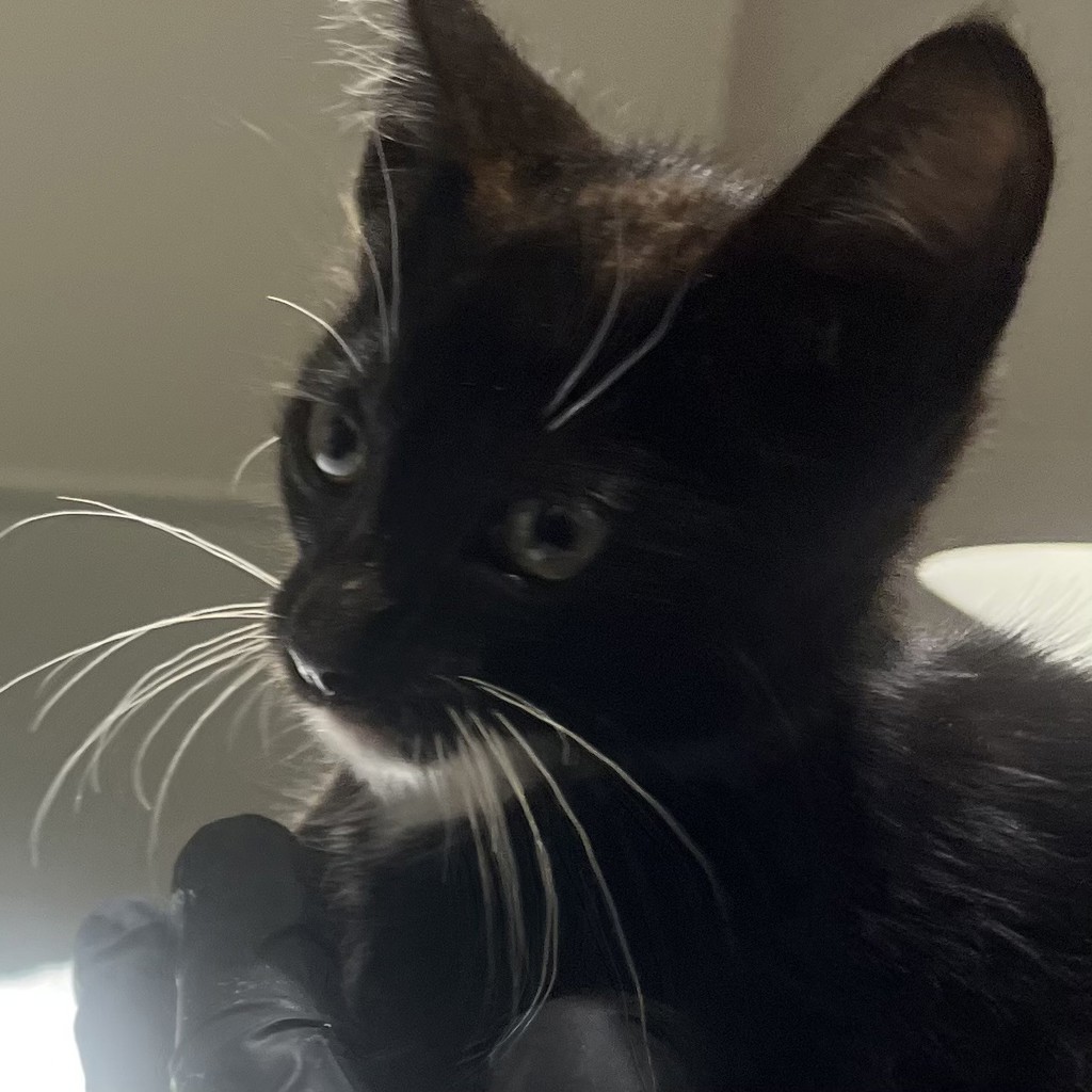 Shelter Stray Unknown Cat last seen found underneath car, OAKLAND, CA, 94606, 8323 Baldwin St, Oakland, CA 94621, USA