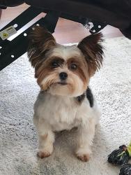 Lost Male Dog last seen Collins Ferry Rd and Hillview Dr, Morgantown, WV 26505