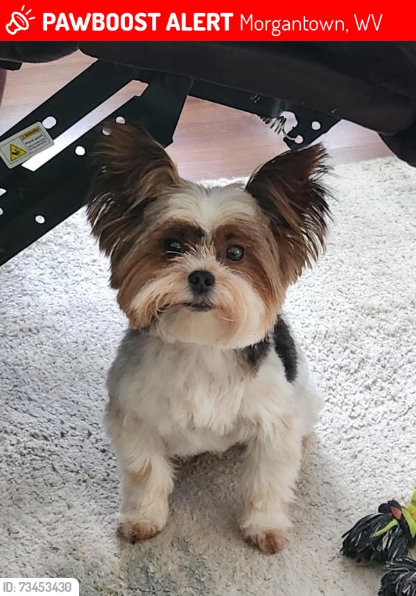 Lost Male Dog last seen Collins Ferry Rd and Hillview Dr, Morgantown, WV 26505