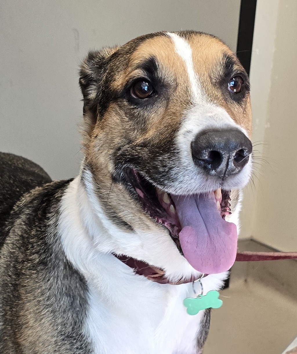 Shelter Stray Male Dog last seen Near Dorothy Avenue, San Diego, CA, 92109, El Cajon, CA 92020, USA