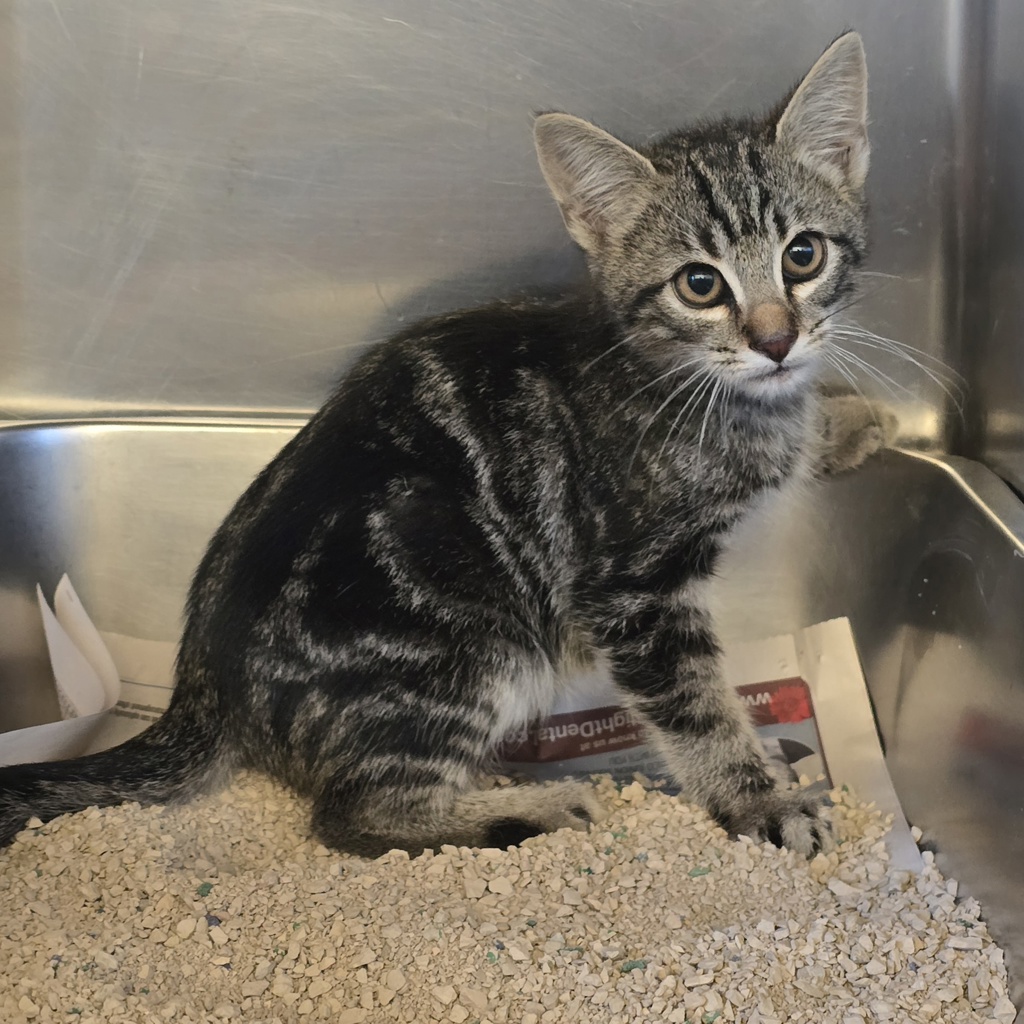 Shelter Stray Male Cat last seen Near Blackwood Common, LIVERMORE, CA, 94551, 4651 Gleason Dr, Dublin, CA 94568, USA
