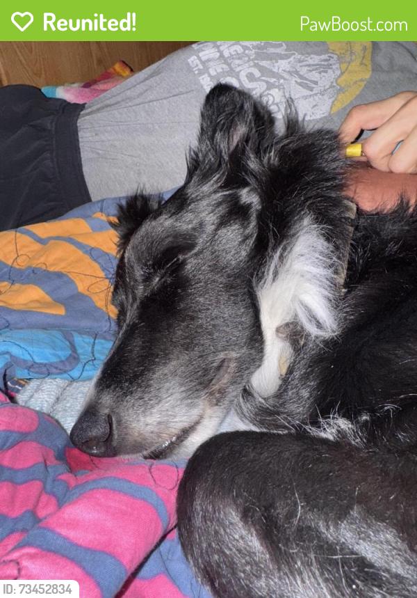 Reunited Male Dog last seen moyer’s grove campground, Wapwallopen, PA 18660