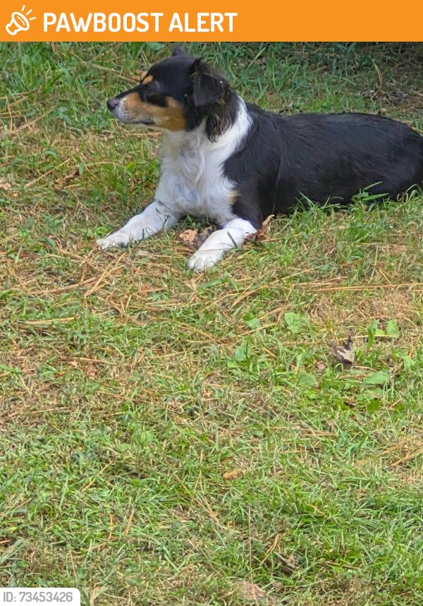 Found/Stray Female Dog last seen 71st & 254 E Ave, Wagoner County, OK 74014