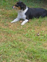 Found/Stray Female Dog last seen 71st & 254 E Ave, Wagoner County, OK 74014
